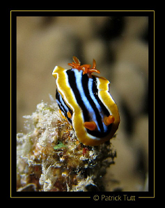 Nigth dive in Marsa Shagra - Egypt - Canon S90 with hand ... by Patrick Tutt 